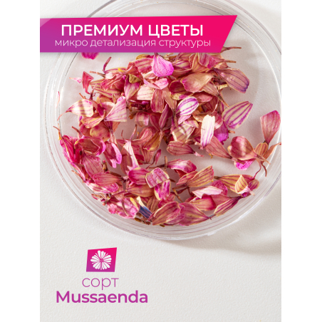 Купить сухоцветы для дизайна ногтей декора и поделок LUXE 01S с доставкой по всей России