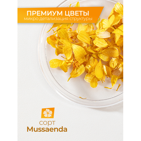 Купить сухоцветы для дизайна ногтей декора и поделок LUXE 02S с доставкой по всей России