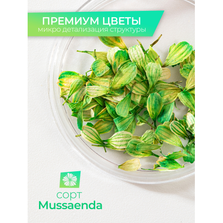 Купить сухоцветы для дизайна ногтей декора и поделок LUXE 03S с доставкой по всей России