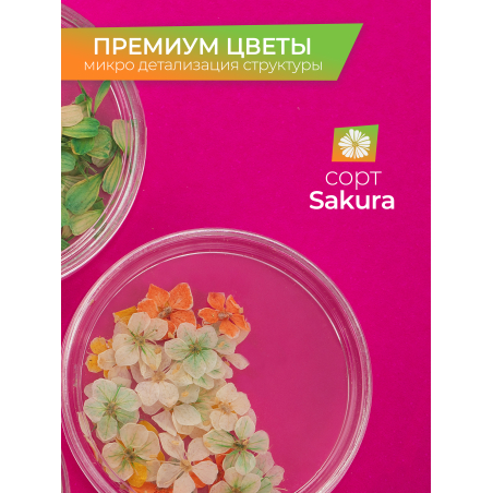 Купить сухоцветы для дизайна ногтей декора и поделок LUXE 08S с доставкой по всей России