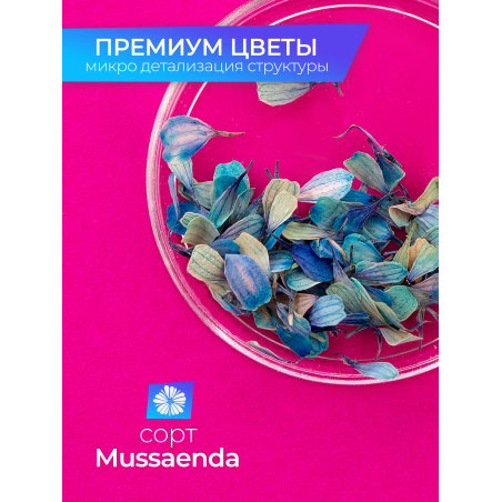 Купить сухоцветы для дизайна ногтей декора и поделок LUXE 04S с доставкой по всей России