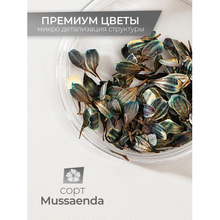 Купить сухоцветы для дизайна ногтей декора и поделок LUXE 06S с доставкой по всей России