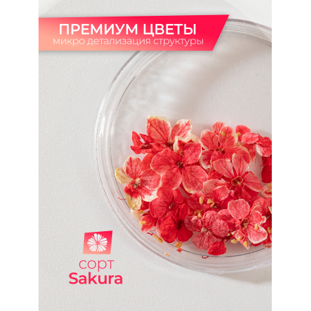 Купить сухоцветы для дизайна ногтей декора и поделок LUXE 13S с доставкой по всей России