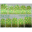 Слайдер-дизайн для ногтей с двойным фольгированием DUPLEX FOIL 2008 зелёный/золото