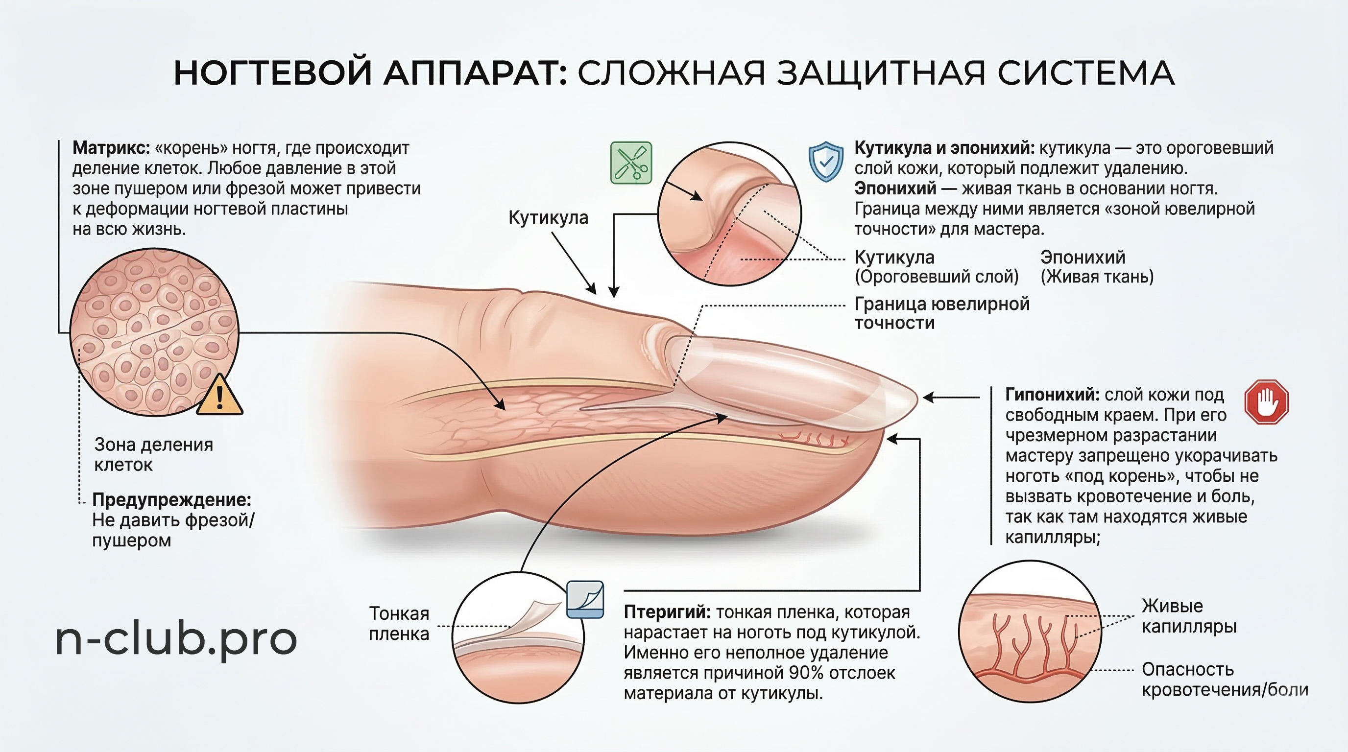 Строение ногтевой пластины в разрезе